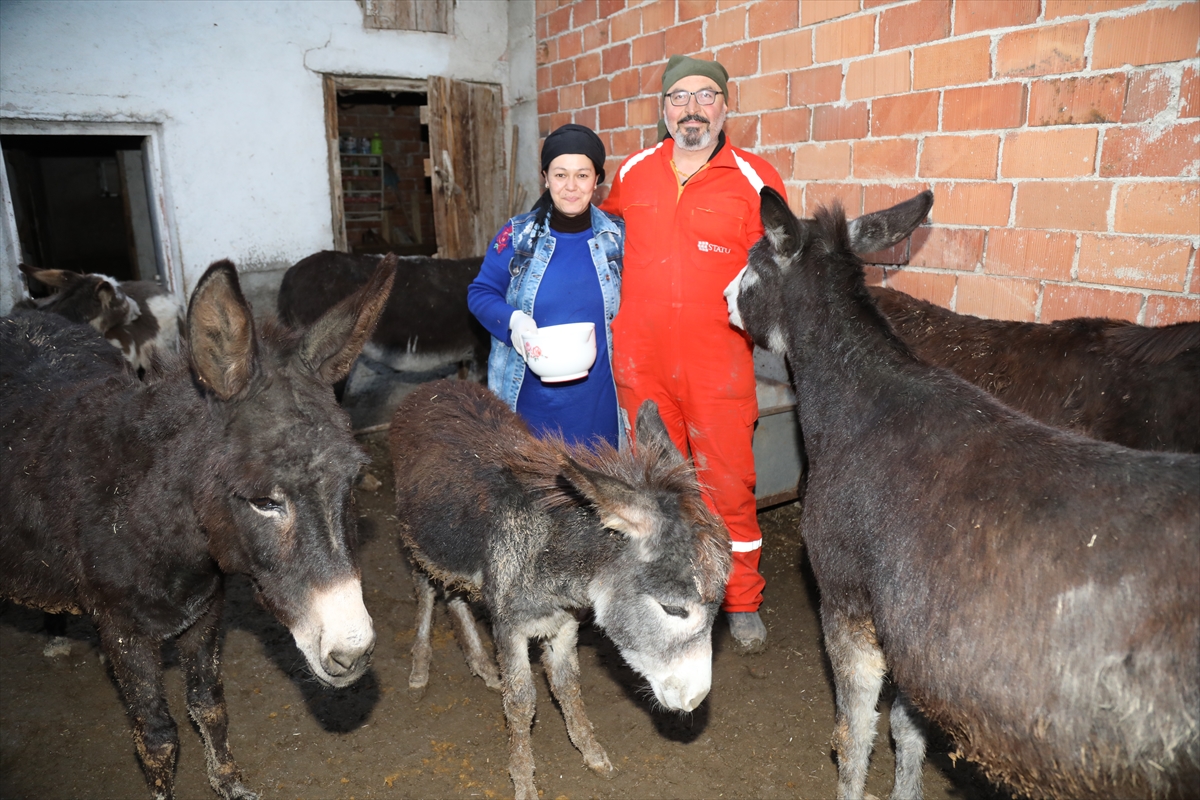 Hobi olarak başladığı eşek sütü üretiminde taleplere yetişmeye çalışıyor