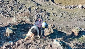 IĞDIR (AA) – Iğdır'da kayalıklarda mahsur kalan 2 keçi, İl