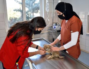 KIRIKKALE (AA) – Kırıkkale'de bir vatandaş tarafından bulunan yaralı kurt