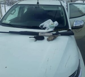 KONYA (AA) – Konya'nın Beyşehir ilçesinde yapılan denetimlerde belgesiz avlandığı