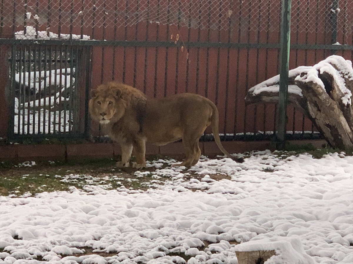 Konya'da hayvanat bahçesi sakinlerinin kar sevinci