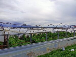 MUĞLA (AA) – Muğla'nın Seydikemer ilçesinde hortum oluştu. Karadere Mahallesi'ndeki