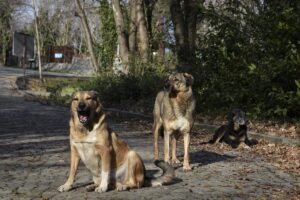 İSTANBUL (AA) – HÜSEYİN KUL – İstanbul Üniversitesi-Cerrahpaşa Orman Fakültesi