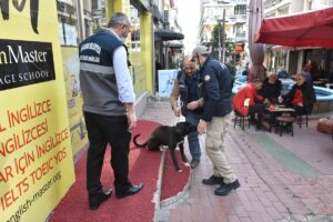 - Tokat'ta jandarmanın bulduğu başıboş pitbull, hayvan barınağına teslim edildi