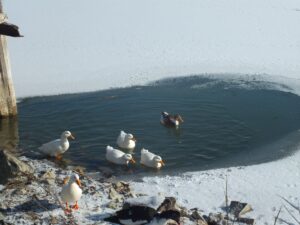 SİVAS (AA) – İç Anadolu Bölgesi'nin, yerli ve göçmen kuşlara