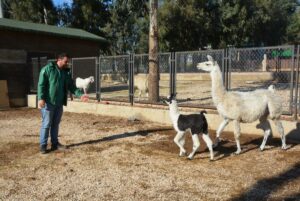 MERSİN (AA) – Tarsus Doğa Parkı'nda doğum yapan lamanın yavrusuna