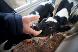 KIRKLARELİ (AA) – Kırklareli'nin Lüleburgaz ilçesinde bir besici, derenin taşması