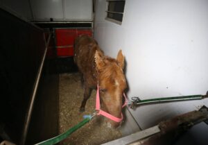 MUŞ (AA) – Muş Valisi İlker Gündüzöz, kentte bir aracın