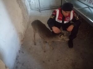 TOKAT (AA) – Tokat'ın Niksar ilçesinde jandarmanın yaralı halde bulduğu