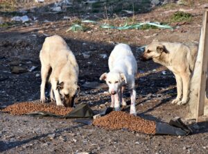 KIRIKKALE (AA) – MUHAMMET FATİH GÖKMEN – Kırıkkale Üniversitesi (KKÜ)