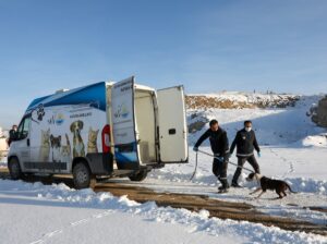 VAN (AA) – Van Büyükşehir Belediyesi ekipleri, sahipsiz dolaşan pitbull