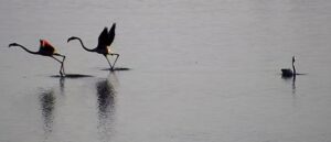 KIRKLARELİ (AA) – ÖZGÜN TİRAN – Türkiye'deki çok sayıda canlı