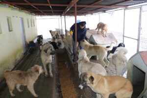 YOZGAT (AA) – Yozgat Belediyesi, 17 dönüm alanda oluşturduğu barınakta