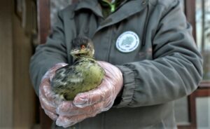 KASTAMONU (AA) – Kastamonu'nun Abana ilçesinde vatandaşlarca zifte bulanmış halde