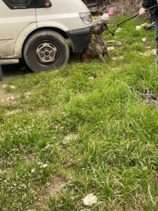 ADANA (AA) – Adana'da pitbull cinsi köpeklerin saldırısı sonucunda yaralandığı