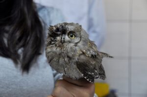 AFYONKARAHİSAR (AA) – Afyonkarahisar’da gözüne dikenli tel battığı için yaralanan