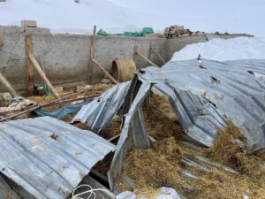 AKSARAY (AA) – Aksaray'da yoğun kar yağışı nedeniyle ağılın çatısı