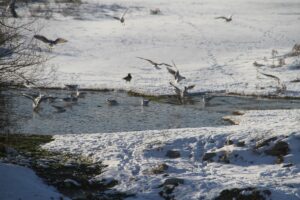 KONYA (AA) – Türkiye’nin önemli kuş cennetleri arasında gösterilen Beyşehir