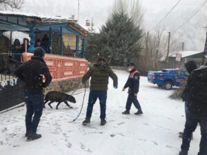 BİNGÖL (AA) – Bingöl'de jandarma ekipleri, başıboş gezen pitbull cinsi