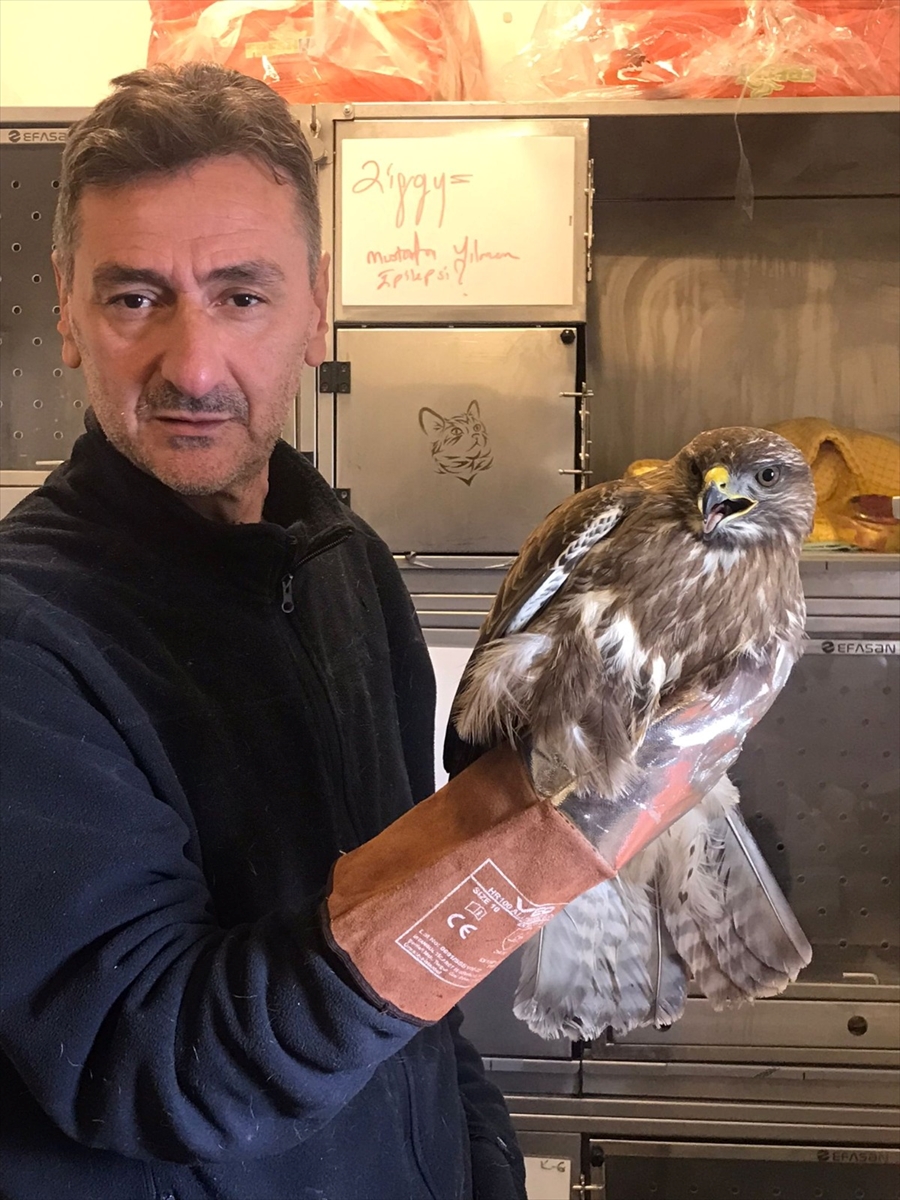 Bodrum'da bitkinlikten yola düşen şahin kurtarıldı