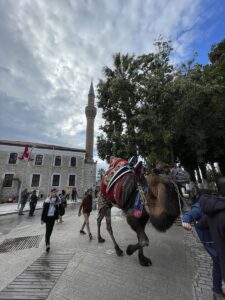 - Davul zurna eşliğinde Bodrum sokaklarında gezdirilen develer renkli görüntüler