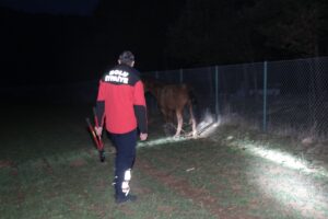 BOLU (AA) – Bolu'da ayağı tele takılan, kurtarma çalışması sırasında