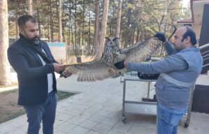 ÇORUM (AA) – Çorum'da yaralı bulunan puhu kuşu, belediyenin hayvan