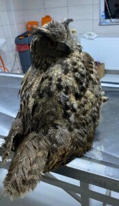 AFYONKARAHİSAR (AA) – Afyonkarahisar'da yaralı bulunan puhu, Afyon Kocatepe Üniversitesi