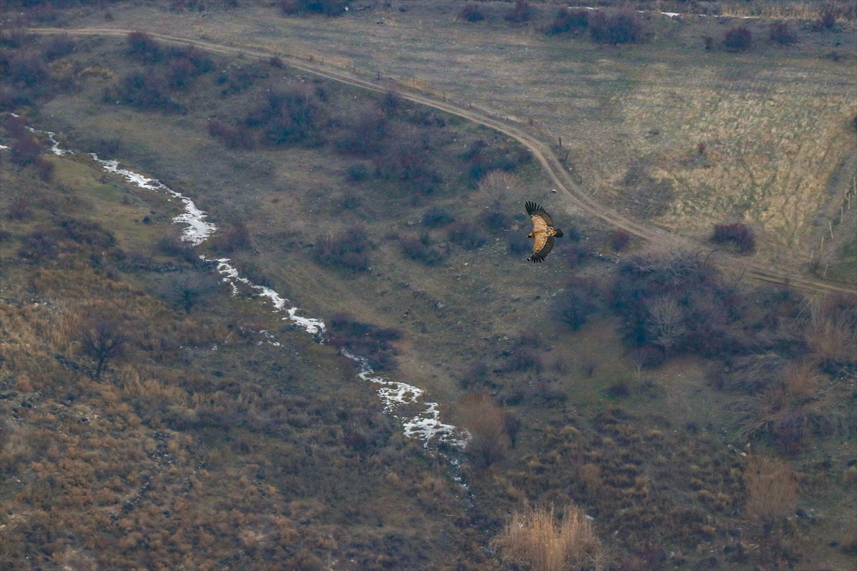 Doğa tutkunlarından Iğdır'daki Kızıl Kayalıklar'da akbabaların zirvesine fotosafari