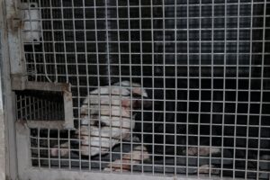 EDİRNE (AA) – Edirne'de veterinerin klinikte baktığı kedisini telef eden