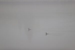 EDİRNE (AA) – Edirne'de sis nedeniyle görüş mesafesi yer yer