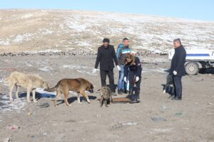 VAN (AA) – Van'ın Erciş ilçesinde belediye ekipleri, sokak hayvanlarının