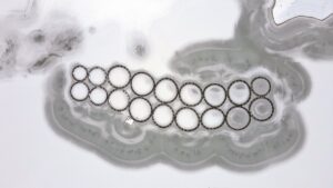 ERZİNCAN (AA) – Dondurucu soğukların etkili olduğu Erzincan'daki Göyne Sulama