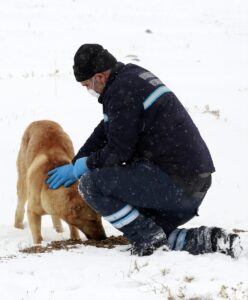 - Yem, mama dağıtımı yapan ekipler, hasta hayvanları da belediye