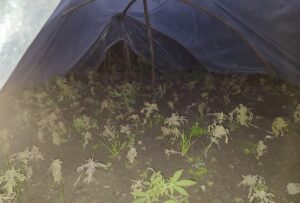 ADANA (AA) – Adana'nın Ceyhan ilçesinde evinin bahçesindeki serada Hint