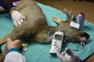 GAZİANTEP (AA) – Gaziantep'in İslahiye ilçesinde köpeklerin saldırısı sonucu yaralanan