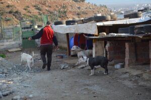 GAZİANTEP (AA) – Gaziantep'in İslahiye ilçesinde sokağa terk edilen pitbull