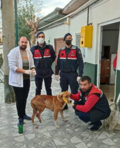 GİRESUN (AA) – Giresun'da yaralı halde bulunan iki köpek, tedavi