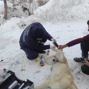 HAKKARİ (AA) – Hakkari'de elektrik teliyle boynundan ve ayağından bağlanan