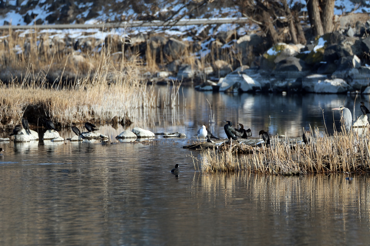 Iğdır kış koşullarına rağmen 18 kuş türüne ev sahipliği yapıyor