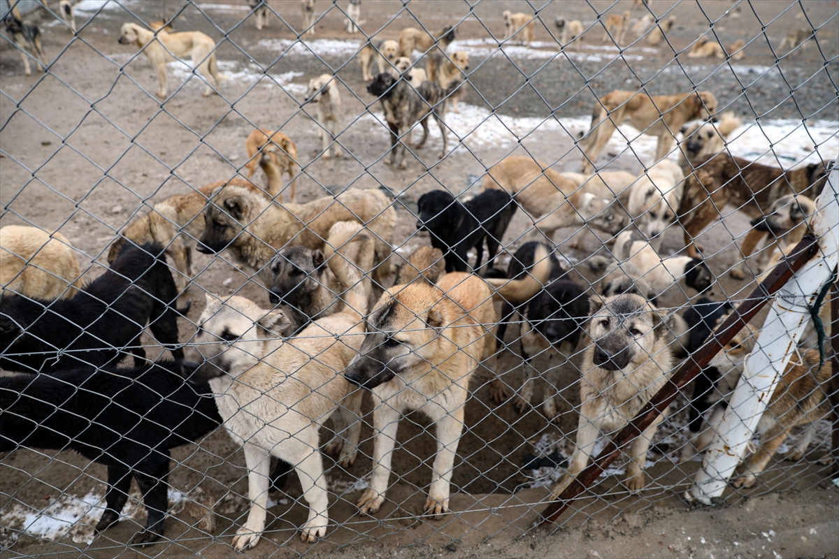 Iğdır'da dağa terk edilen köpekleri belediye ekipleri kurtardı