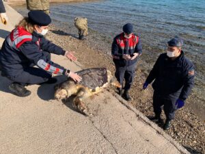 İZMİR (AA) – İzmir'in Urla ilçesinde sahilde ölmüş caretta caretta