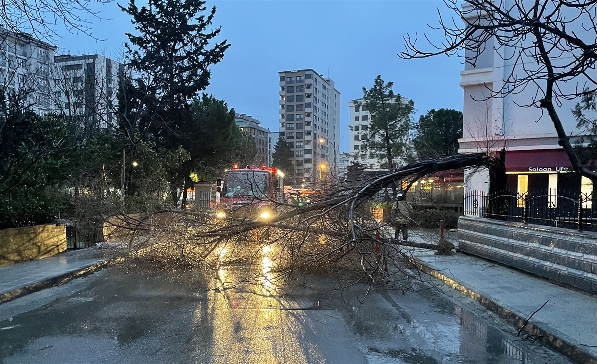 Kadıköy'de kuvvetli rüzgar nedeniyle ağaç devrildi