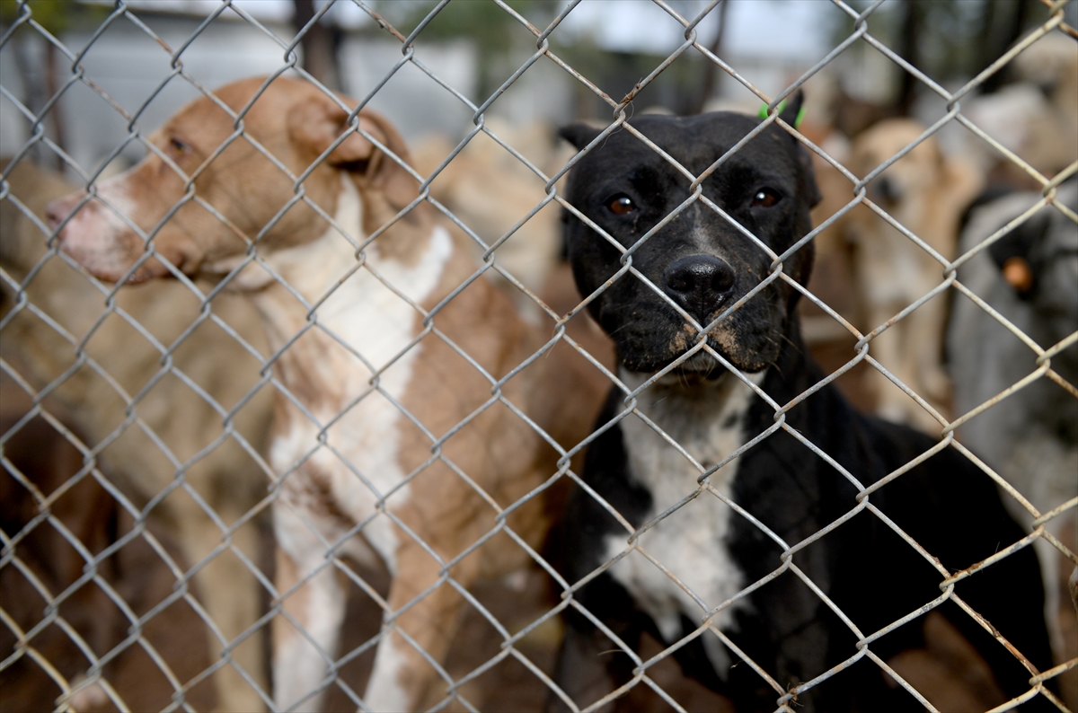 Kahramanmaraş'ta 20 günde “yasaklı ırk” olarak belirlenen 79 köpek toplandı