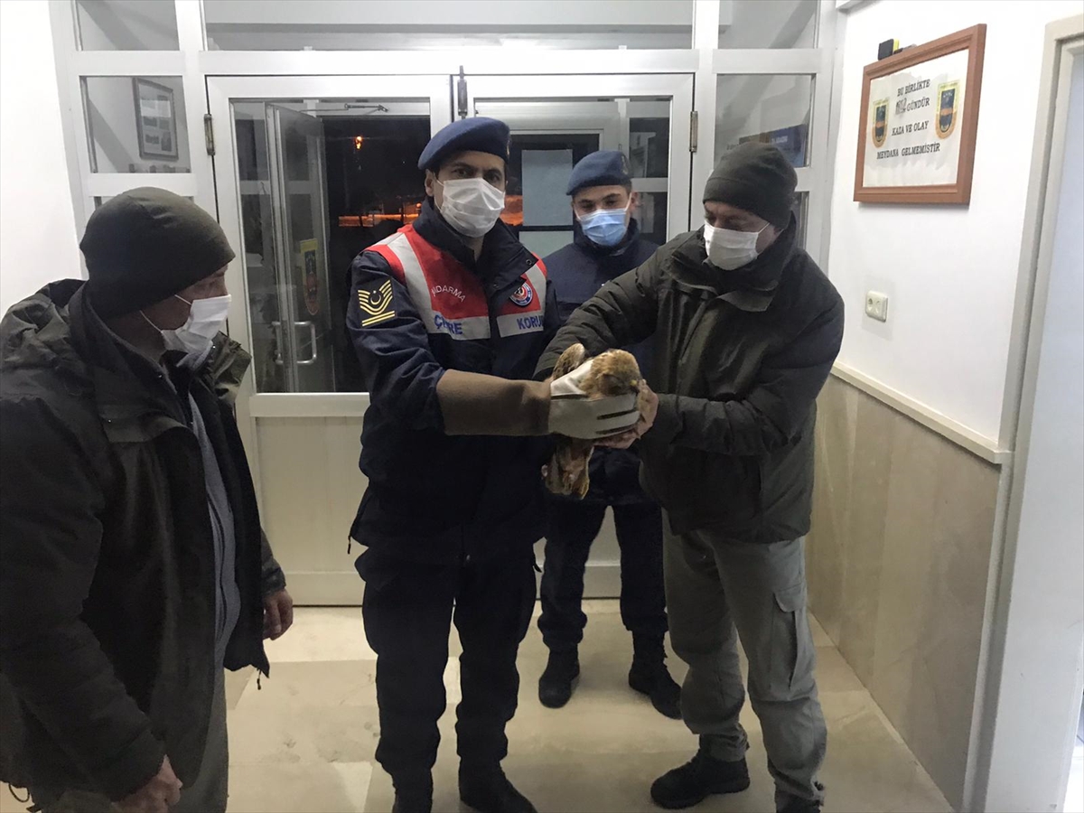 Karaman'da yaralı bulunan kızıl şahin tedavi altına alındı