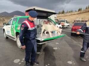 KAYSERİ (AA) – Kayseri'de yasaklı ırk köpek, jandarma ekiplerince hayvan