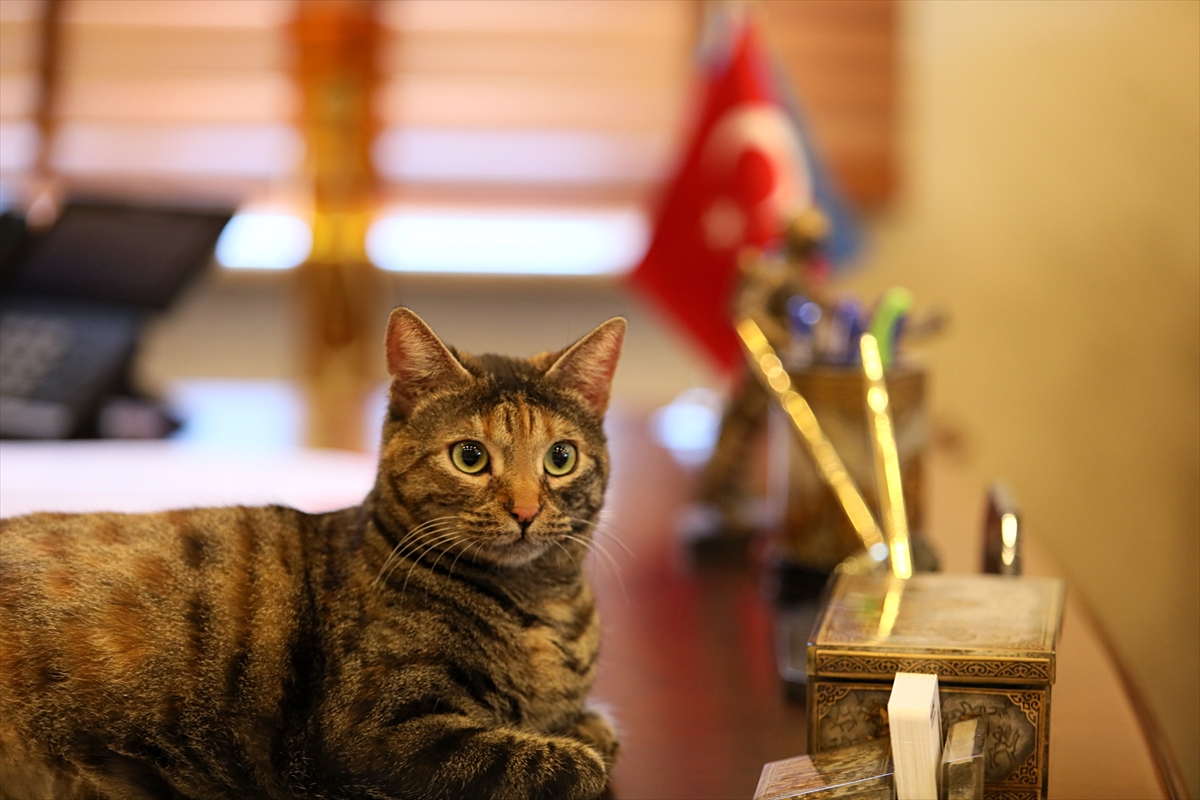 Kedi “Mayıs” Başkan Demir'e mesai arkadaşlığı yapıyor