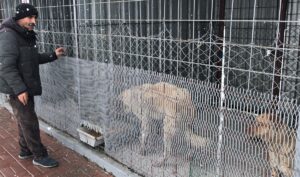 KIRŞEHİR (AA) – Kırşehir'in Çiçekdağı ilçesinde, kırsal alana terk edilen