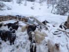 Eyvah! Mersin’de kar yağdı çatısı çöktü,  21 küçükbaş hayvan telef oldu