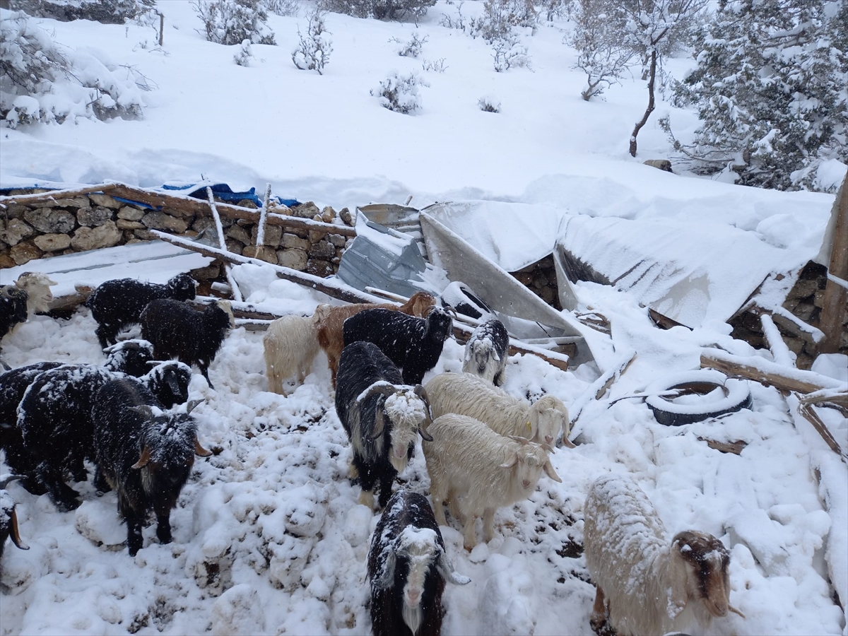 Eyvah! Mersin’de kar yağdı çatısı çöktü,  21 küçükbaş hayvan telef oldu